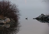 Misty Morning